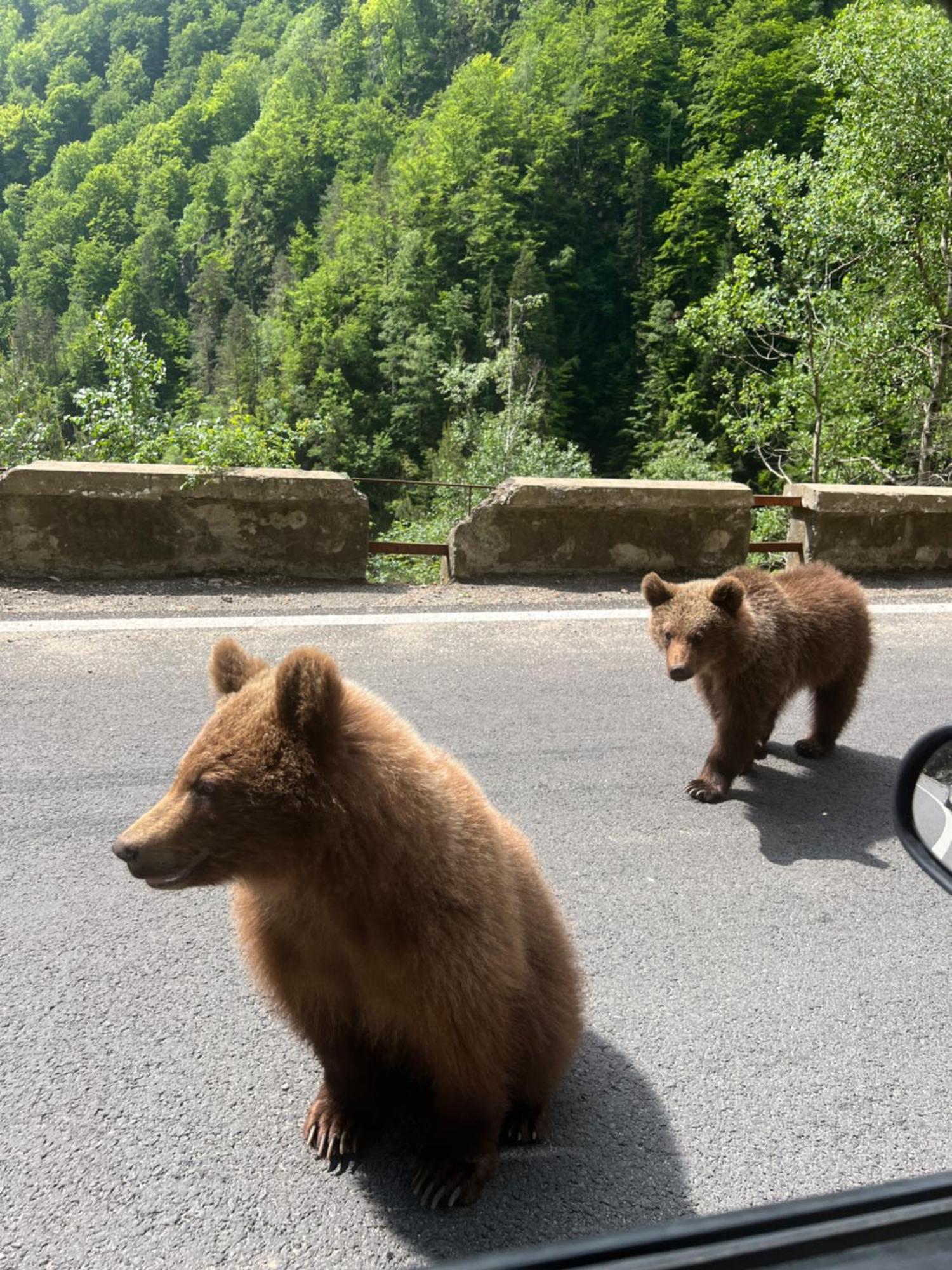 Vila Casa Lupilor Transfagarasan Căpăţîneni-Ungureni Exteriér fotografie